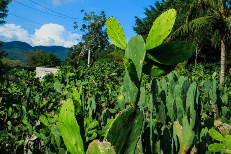 Huatulco, Authentic Rural Mexicain Experience Adventure - Hizvo