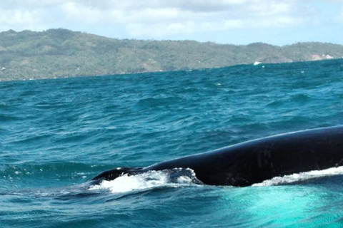 From Puerto Plata: Expedition to Samaná, Bacardi Island, and an Adventure of Your Choice From Puerto Plata: Samaná, Bacardi Island, and an Adventure of Your Choice