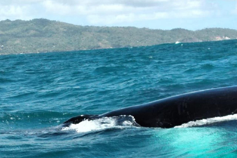 From Puerto Plata: Expedition to Samaná, Bacardi Island, and an Adventure of Your Choice From Puerto Plata: Samaná, Bacardi Island, and an Adventure of Your Choice