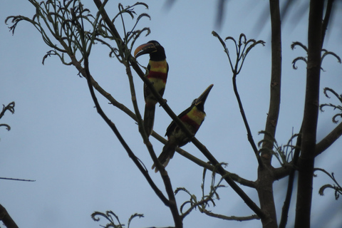 Puerto Maldonado: Tambopata Lago Sandoval 4-day expedition Puerto Maldonado: Tambopata Lago Sandoval 4-day expedition (best tour)