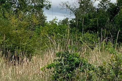 Diani: Guided day trip to Shimba Hills Reserve with lunch