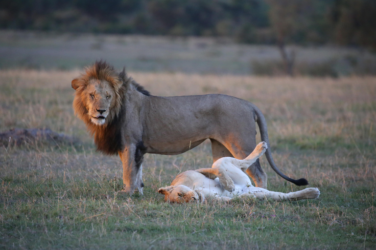 Demi-journée au parc national de Nairobi avec prise en charge gratuite