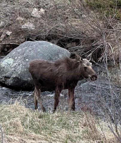 Visit Moosin' Around Rocky A Springtime Evening Wildlife Tour in Estes Park, Colorado