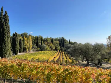 Nizza: Ganztagestour Côtes de Provence Wein