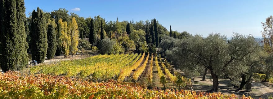 Nizza: Tour di un giorno intero del vino Côtes de Provence