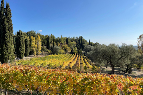 Tour del vino Côtes de Provence da NizzaTour enologico della Côtes de Provence da Nizza