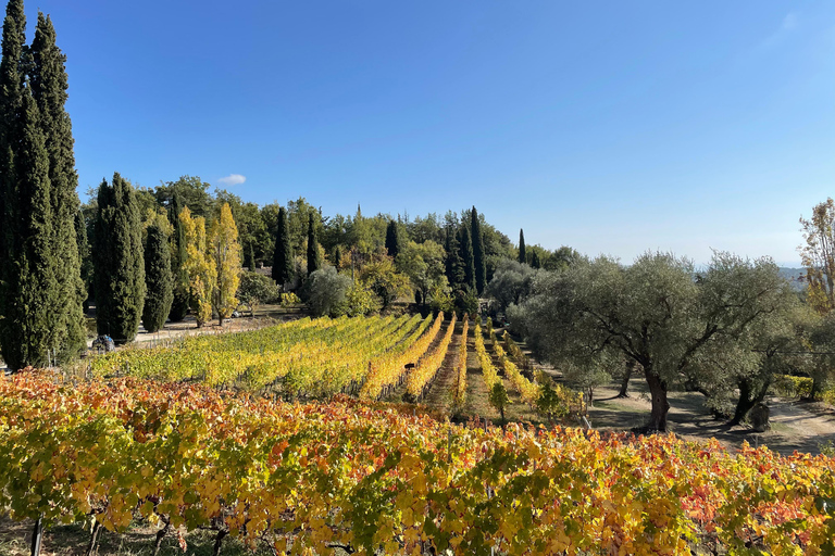 Visita ao vinho das Côtes de Provence a partir de NiceExcursão vinícola Côtes de Provence saindo de Nice