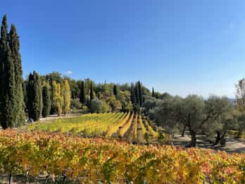 Nizza: Tour di un giorno intero del vino Côtes de Provence