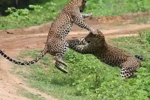 From Ella: 2-Day Yala Park Safari with Arugam Bay Drop-off