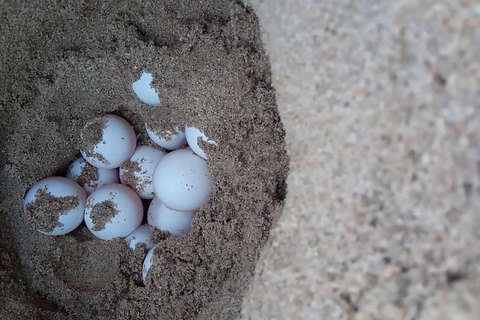 Obserwuj gniazdowanie żółwi morskich – nocna wycieczka na wyspie SalOglądaj gniazdowanie żółwi morskich – nocna wycieczka na wyspę Sal