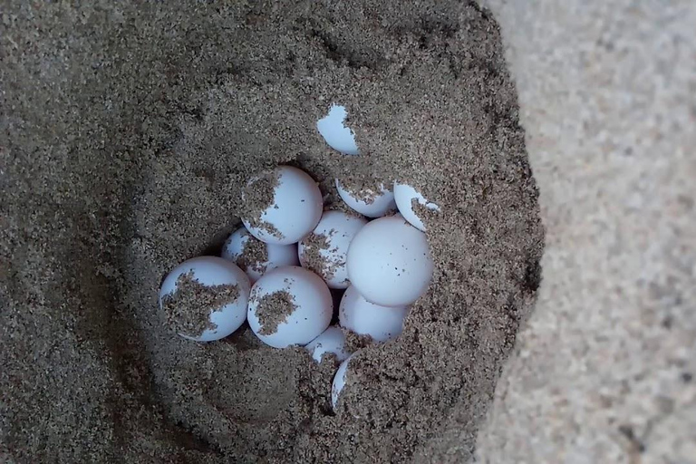 Obserwuj gniazdowanie żółwi morskich – nocna wycieczka na wyspie SalOglądaj gniazdowanie żółwi morskich – nocna wycieczka na wyspę Sal