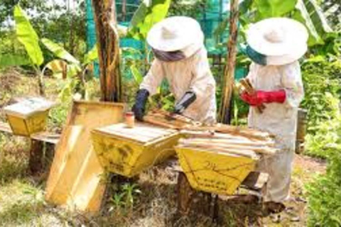 Kikambala: Beekeeping Tour with Honey Tasting & Pickup
