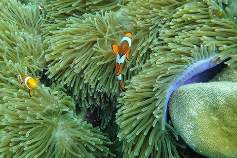 Ko Lanta : Grotte d'émeraude et tour en bateau à longue queue des 4 îles