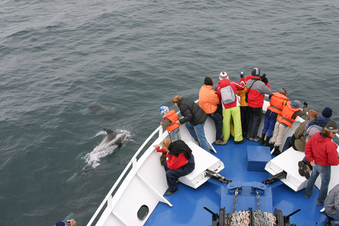 Reykjavik : 3 h d’observation des baleinesReykjavik : visite d'observation des baleines de 3 heures