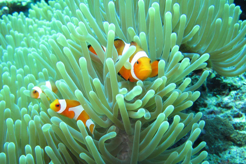 Snorkeling básico na Ilha MenjanganMergulho com snorkel na Ilha Menjangan