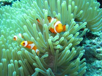 Bali: Basic Snorkeling at Menjangan Island