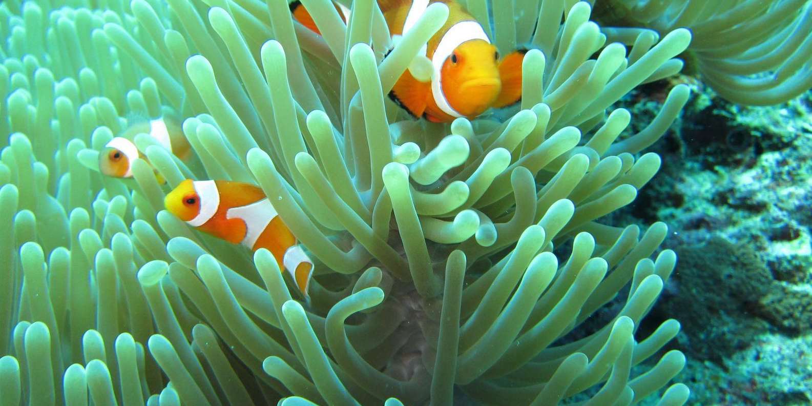 Bali: Basic Snorkeling at Menjangan Island