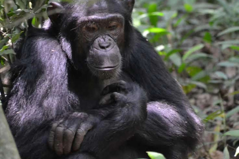 10 Day visit to Uganda and primate safari