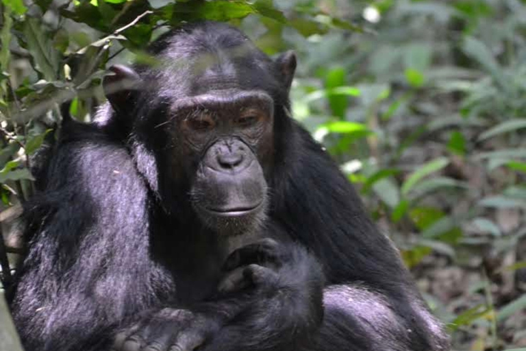 10 Day visit to Uganda and primate safari