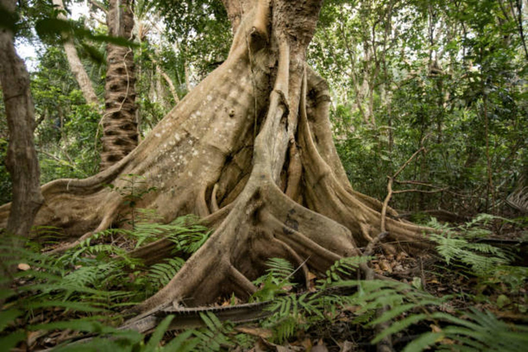 Tesoros de Zanzíbar: Ciudad de Piedra y Expedición a la Selva de Jozani