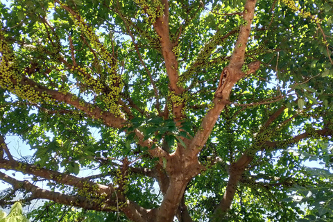 Son Tra Monkey Tours : Spot Red-Shanked Douc & Sightseeings Morning Trip by Driver also Forest Ranger