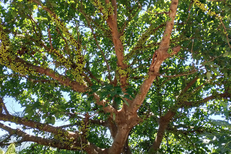 Son Tra Monkey Tours : Spot Red-Shanked Douc & Sightseeings Morning Trip by Driver also Forest Ranger
