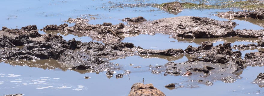 Visite privée d'une jounée à Addo et Schotia