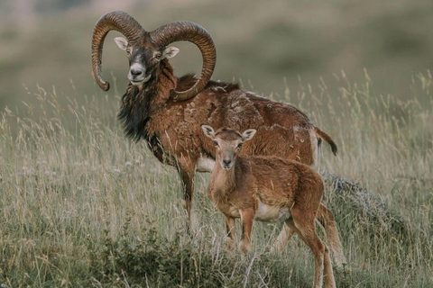 From Baku: Shamakhi Safari Park & Alpaca Tour with Pickup