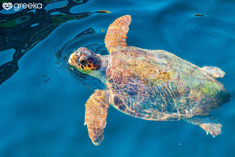 Zakynthos: Laganas, Keri, & Marathonisi Turtle Spotting Tour