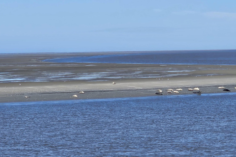 Cuxhaven: Boat tour to the seal banks in the Wadden Sea National Park