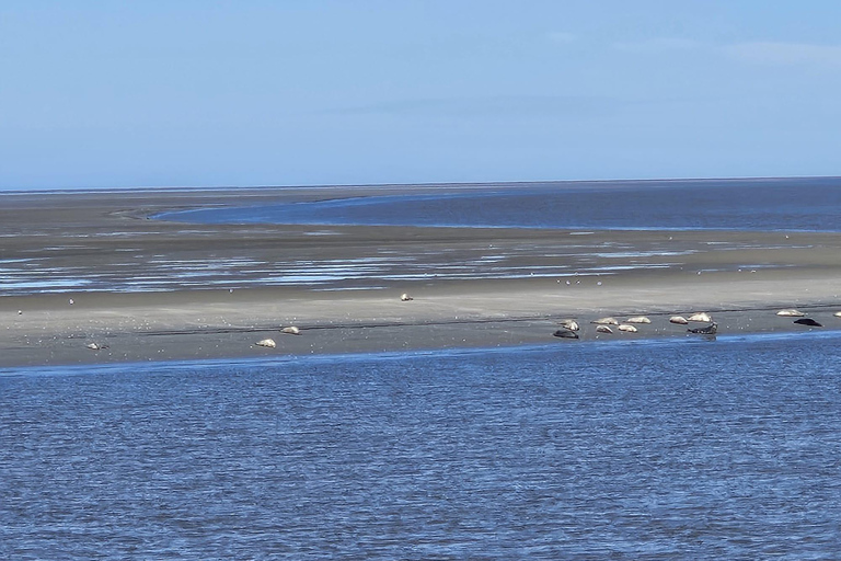 Cuxhaven: Boat tour to the seal banks in the Wadden Sea National Park