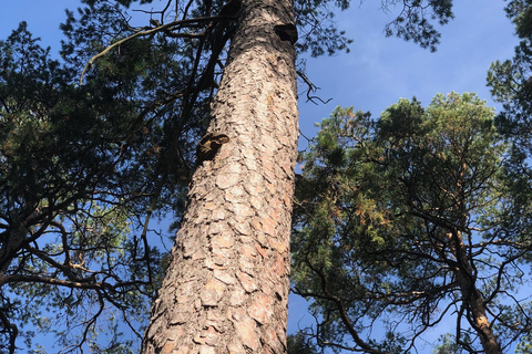 Forest Bathing in Stockholm nature with certified guide Forest bathing with tea-ceremony in mossy nature reserve