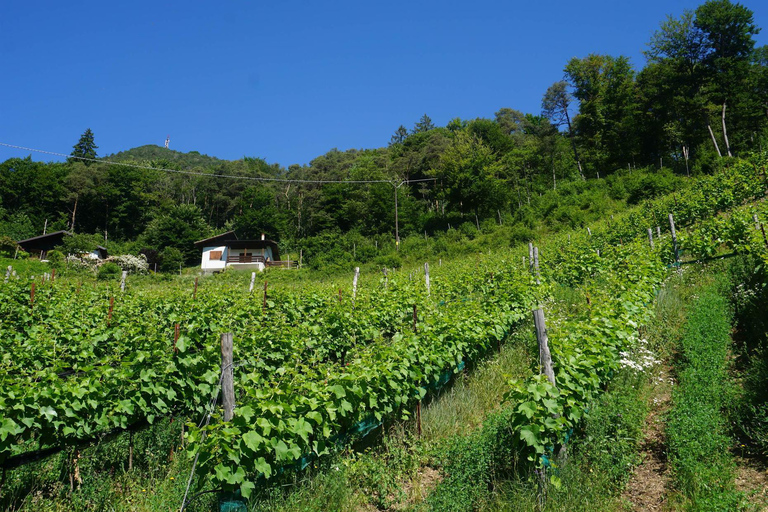 Ledro Lake: Guided Tour & Wine Tasting Among the Vines English
