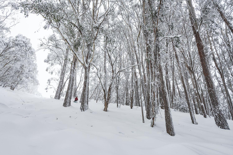 From Melbourne: Day Tour to Mt Buller with Snow Clothes