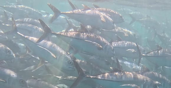 Snorkeling in Cabo Pulmo from Cabo San Lucas