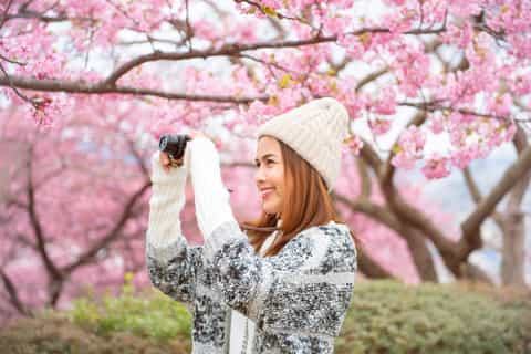 Séoul : excursion cerisiers en fleurs et café cascade Pokpo
