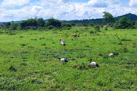 From Kampala: Lake Mburo National Park 3-Day Safari Tour