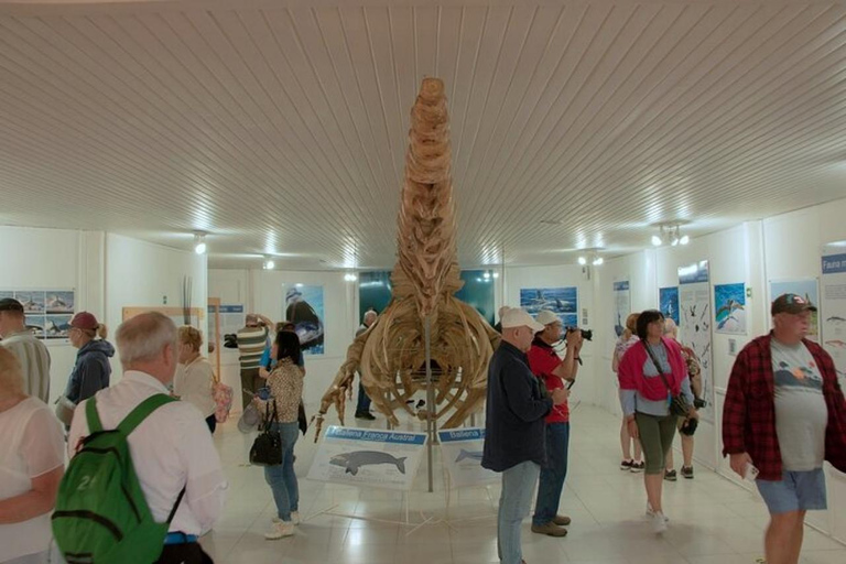 Peninsula Valdes Shore Tour for Cruise Passengers + City