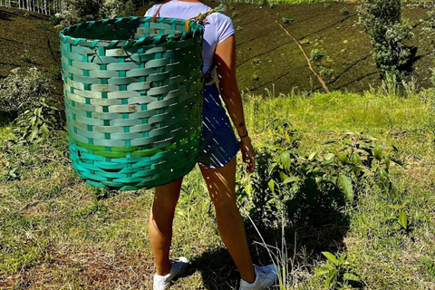 Nairobi: Purple Tea Farm Gatura Greens Day Trip