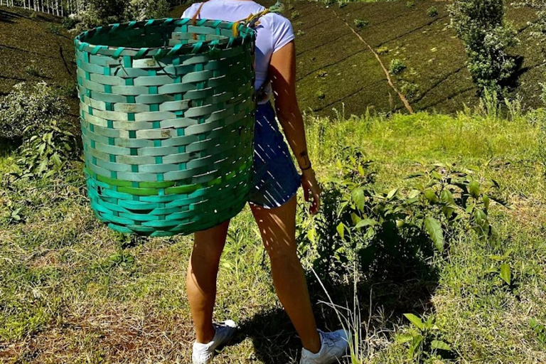 Nairobi: Purple Tea Farm Gatura Greens Day Trip