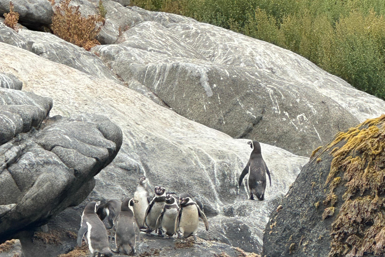From Valparaiso: Private Mantagua Wetlands & Penguins Tour