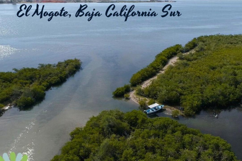 La Paz: Mangrove Adventure, Snorkeling and Shellfish Tasting