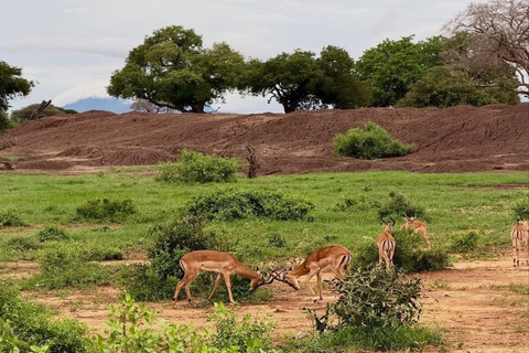 2-Day Tsavo East & Salt Lick Safari–Red Elephants & Treetop