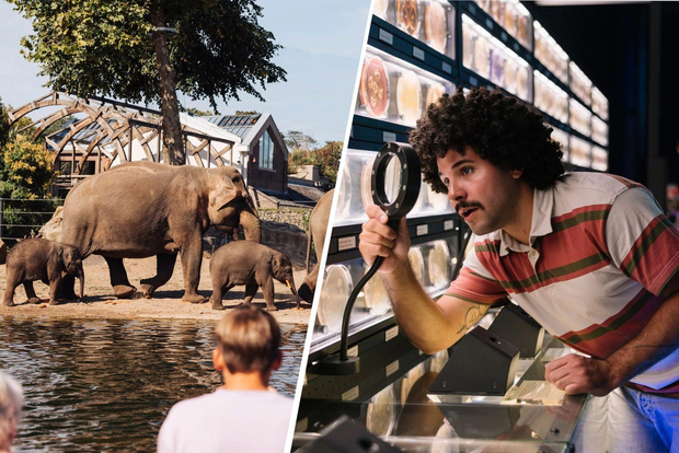 Amsterdam : Artis Royal Zoo & ARTIS-Micropia billet combiné