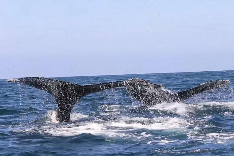Puerto Vallarta: Whale & Dolphin Watching with Hydrophone