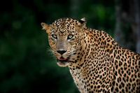 Erstaunliche volle Tages Kumana National Park Safari 5 bis 18 Uhr - Housity