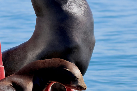 Newport Beach: Whale and Dolphin-Watching Cruise