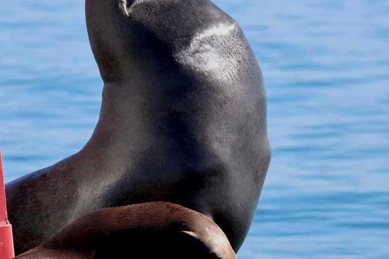 Newport Beach: Whale and Dolphin-Watching Cruise