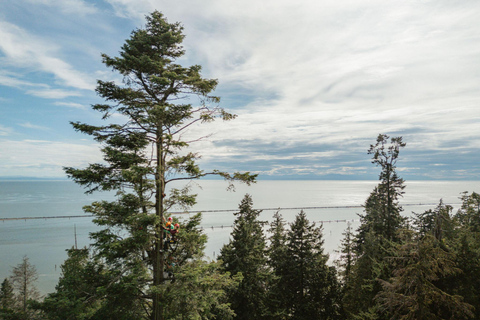 Vancouver Tree Climbing Tour: Canopy Expedition Adventure