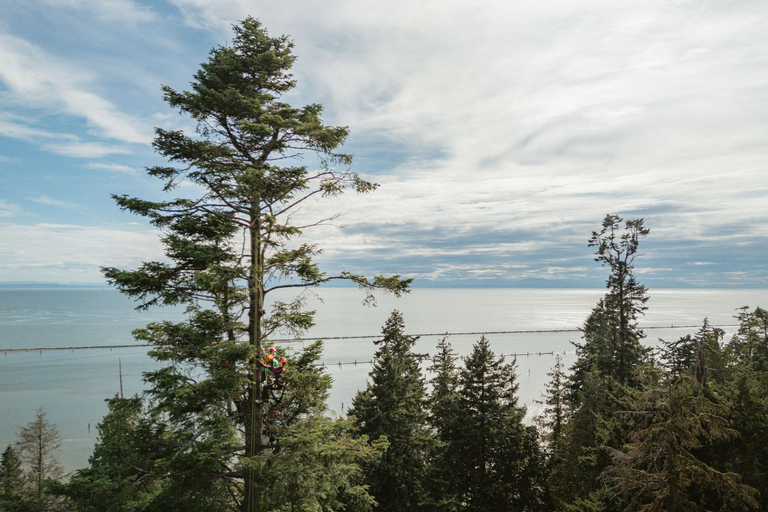 Vancouver Tree Climbing Tour: Canopy Expedition Adventure